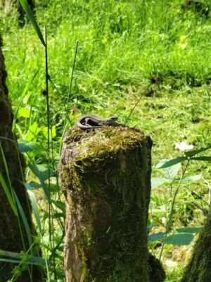 Mézelke blog - A felfedezés